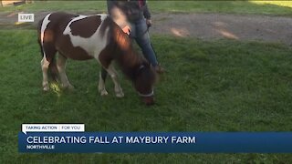 Celebrating Fall At Maybury Farm