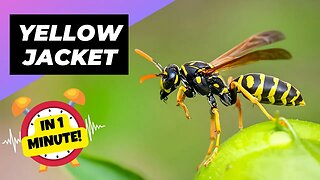 Yellow Jacket - In 1 Minute! 🐝 One Of The Most Dangerous Insects In The World | 1 Minute Animals