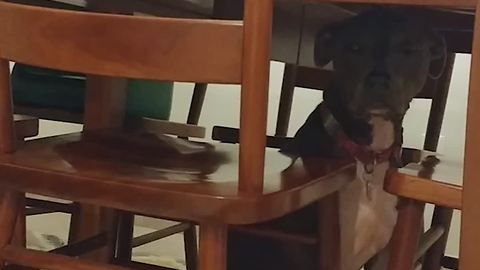 Funny Dog Stuck Under a Table
