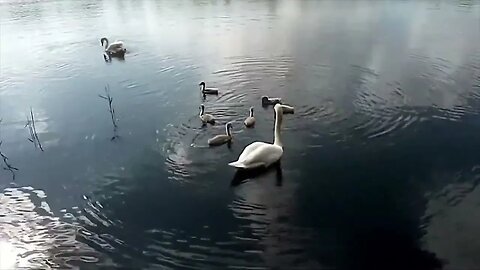 Keep Nature In Balance / Swan & Cygnet Watching down The Clifton Grove in Nottingham, UK