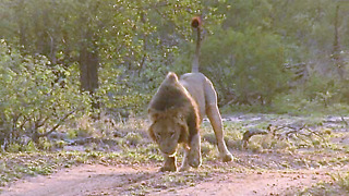 King Of The Jungle Winces Like A Kitten When Stepping On A Thorn