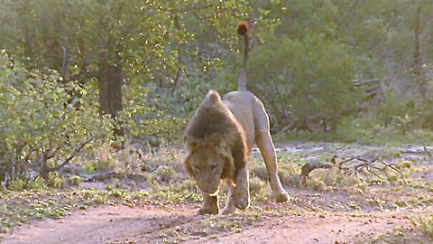 King Of The Jungle Winces Like A Kitten When Stepping On A Thorn