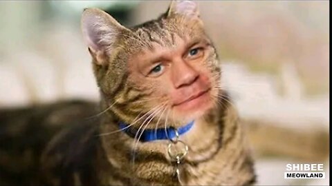 if your cat is John Cena Too