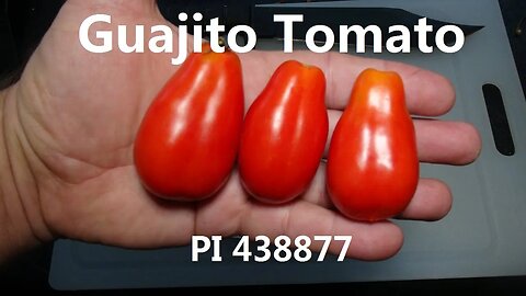 ⟹ Guajito Tomato, PI 438877 | Solanum lycopersicum | Tomato Review 2023