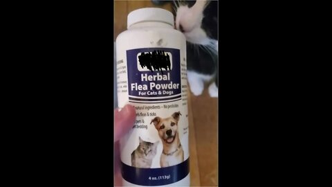 Chasing Cat while POWDERING him