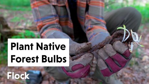 Planting NATIVE FOREST BULBS — Ep. 031