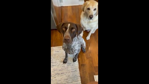 dog 🐕 | dog training | dog video | funny puppy