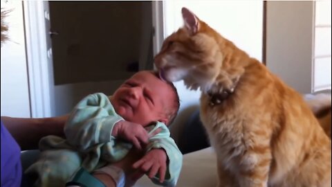 Cat Meeting Babie for the FIRST Time 😍😎