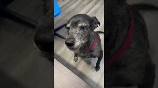 Dog “burbling” #fyp #trending #shorts #viral #food #dog #pets