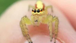 Fascinating close-up of baby jumping spider