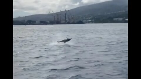 Dolphin Spinning out of the water off the coast of Tahiti