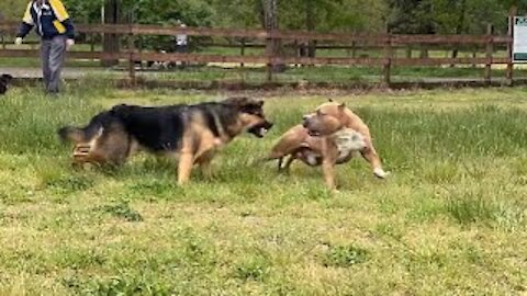 German Shepherd Attacks Pitbull [OFF LEASH D0G PARK]