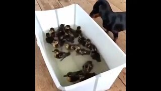 Dogs and ducks swimming short