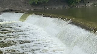 2021 Salmon run Humber River 47