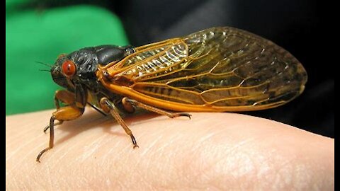 REVENGE OF THE BUGS: Massive Cicada Attacks Joe Biden