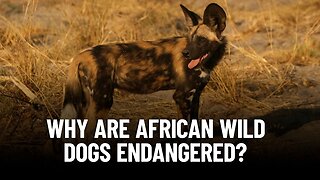 Meet the World's Most Endangered Canines: African Wild Dogs!