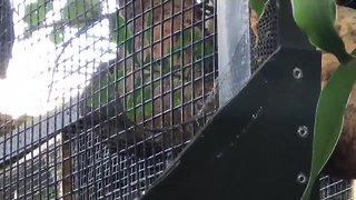 Zoo says perpetrators cut through fence to steal monkey
