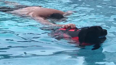 Labrador impressively tows 350 pound man across pool