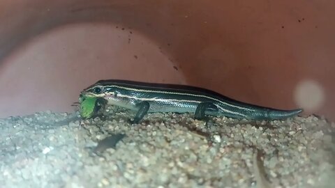 SPEEDY THE BROAD-HEADED SKINK HUNTING AND EATING A MEADOW KATYDID (09/19/23) 🎶