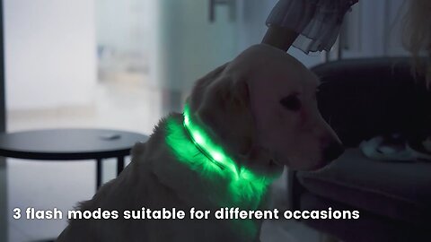 Fully Adjustable & Bright Lighted Glow Dark Dog Collars