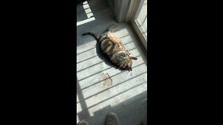 Cat enjoying the sun
