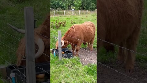 Highland Cows #Scotland