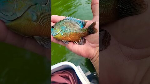 super colorful sunfish, bluegill, bream. Anyone know the real name?