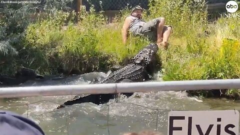 Worker dodges hungry alligator by inches during feeding time at reptile park