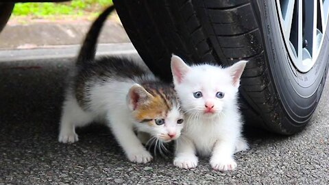 baby cats-kitten