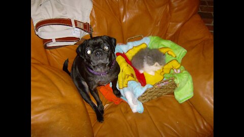 Pug puppy meets kitten