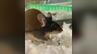 Cleveland APL Pets of the Weekend: Mice in need of homes