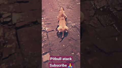 pitbull lovers ||pitbull attacks #pitbull #dog #attack #shorts #shortsfeed