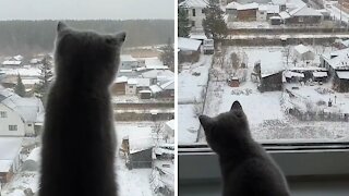 Playful Kitten Fascinated With The Mesmerizing Sight Of Snowfall