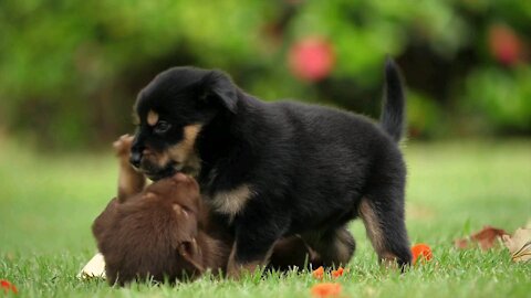 Puppies friendship