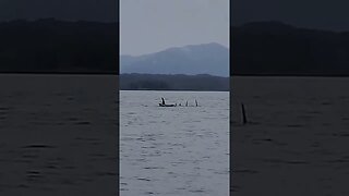 Killer Whales on Haida Gwaii Today