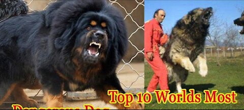 Top 10 Most Dangerous Dogs In The World you never see before