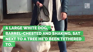 Dog Found Tied to a Tree Shaking, Abandoned in the Cold with Note from Owner