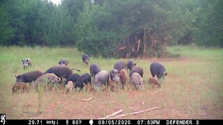 09.05.2020 Smith Ranch Hogs Game Cam