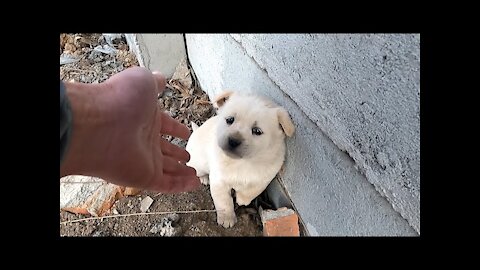 Hardy's story - Wolf howling stray puppy looking for mom was rescued from garbage dump/