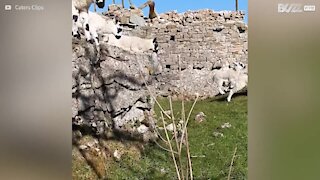 Bedårende lam hopper over væg i slowmotion