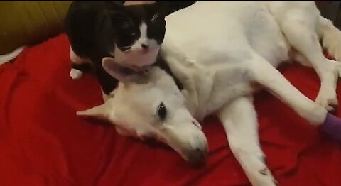 How a White Shepherd and a Cat Became Best Friends