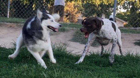 Exciting Siberian Husky Meets TINY German SHORTHAIRED POINTER