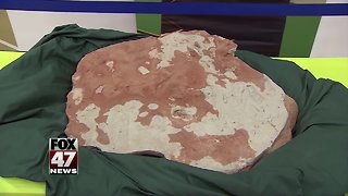 Woman finds 290 million-year-old fossil