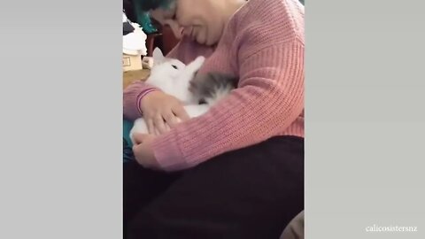 CATS Actually Love Their Humans, Here are the Proofs 4