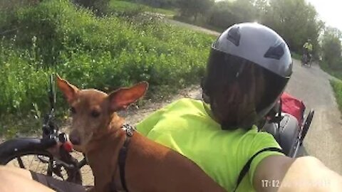 Dog riding electric trike!!