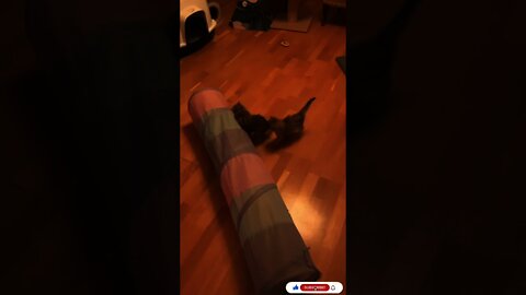 funny cat compilation,cat reaction to playing toy