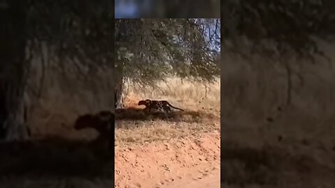 Leopard Hunts Impala