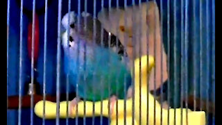 IECV PBV #19 | 👀 Bert, Pearl, And The Finches, Eating Bread 🐥🐥🐥4-8-2014