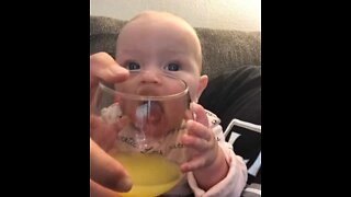 Bebé tenta beber a mimosa do seu pai