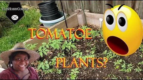 Surprise Roma Tomato Plants - 26May2022